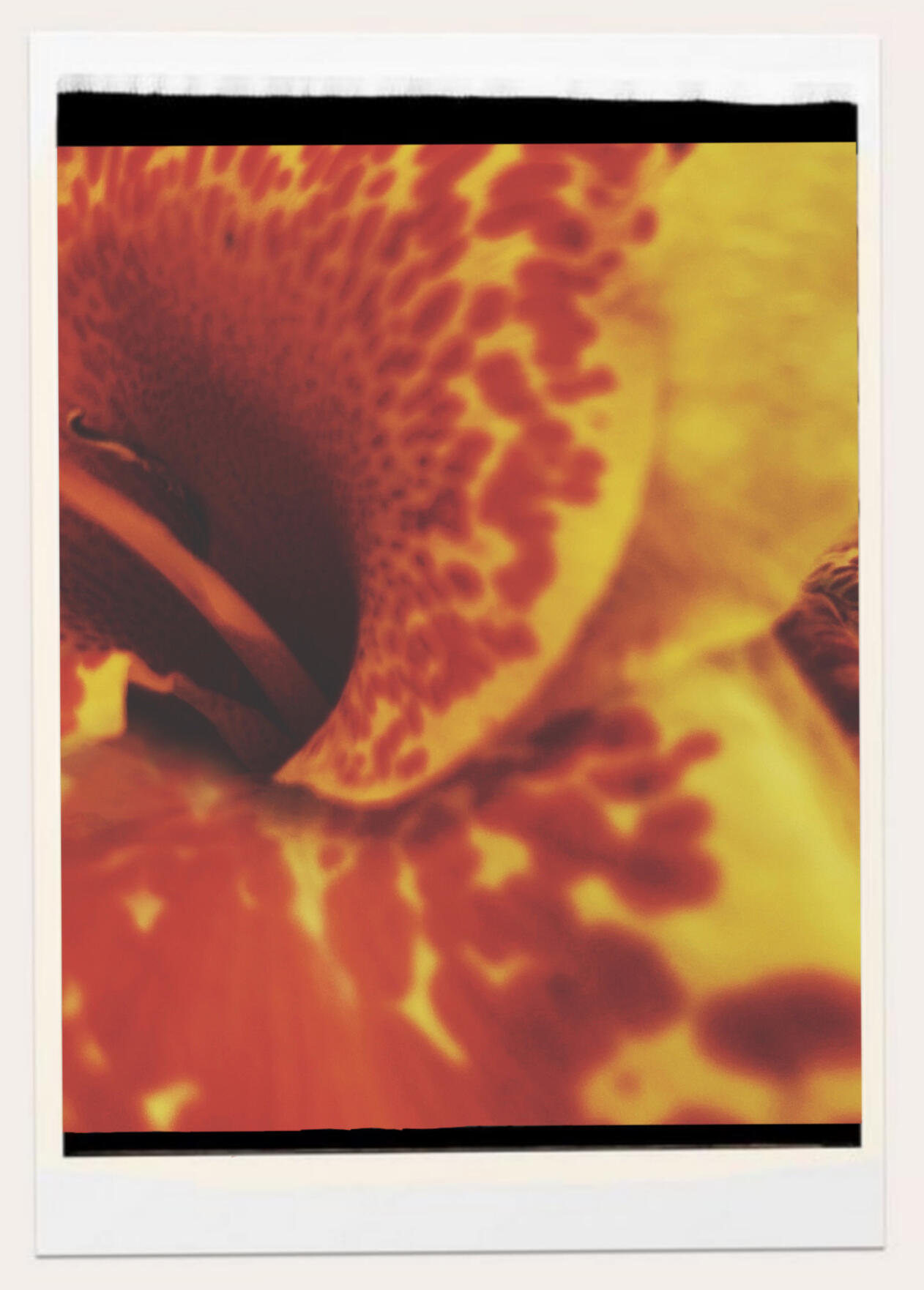Flower on film Flower on film