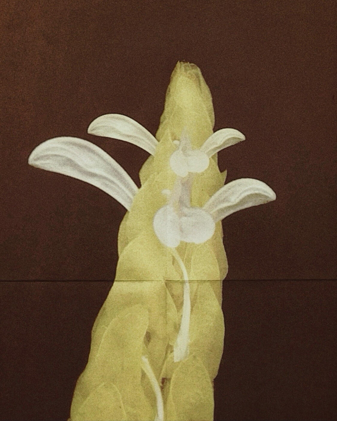 Flower on film Flower on film